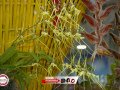 BRP_7786